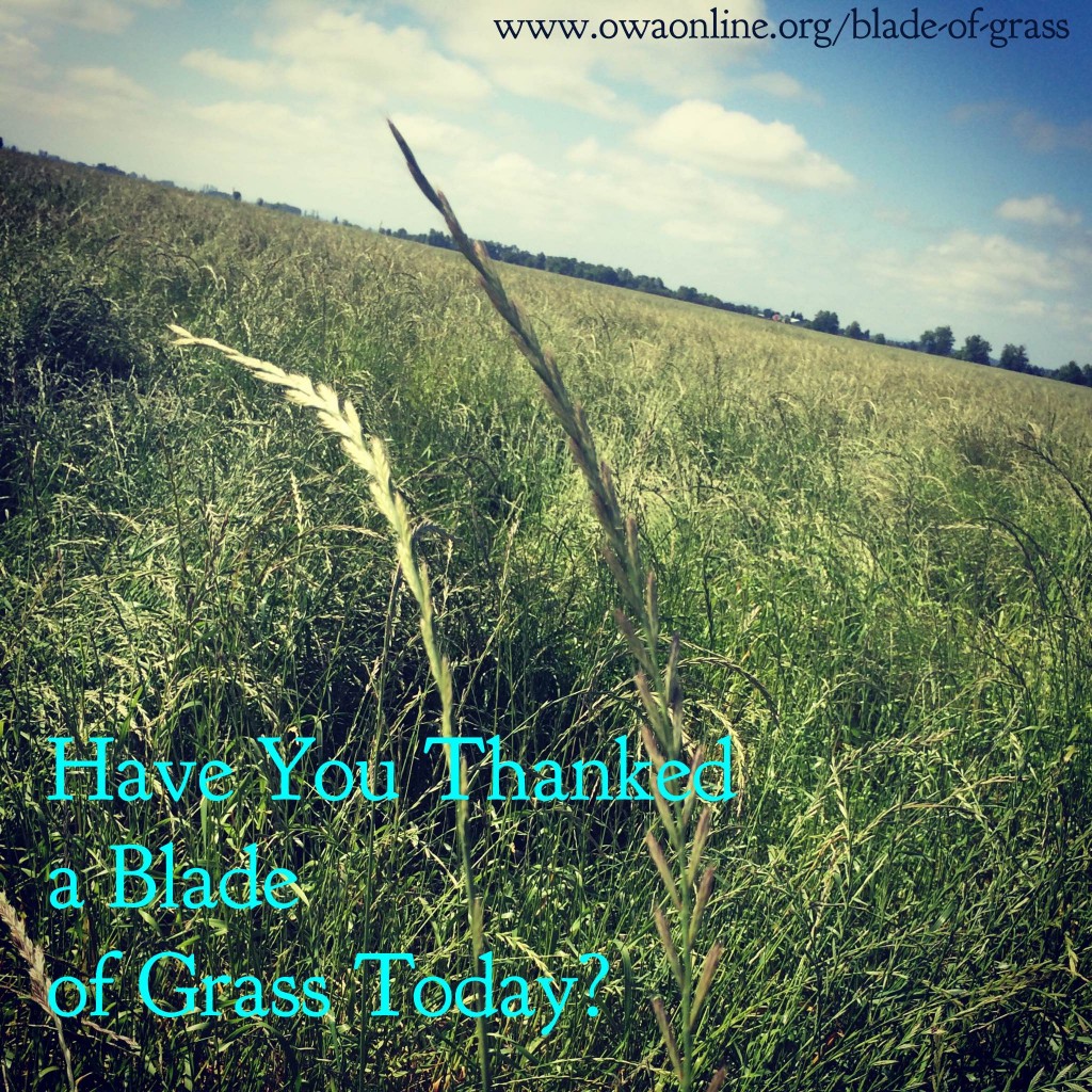 Have You Thanked a Blade of Grass Today?