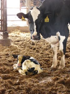 On dairy farms, sustainability is not just a buzzword.