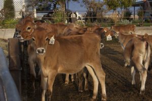 Oregon has 228 family dairy farms, ranging from fewer than 100 cows being milked each day to more than 30,000. 