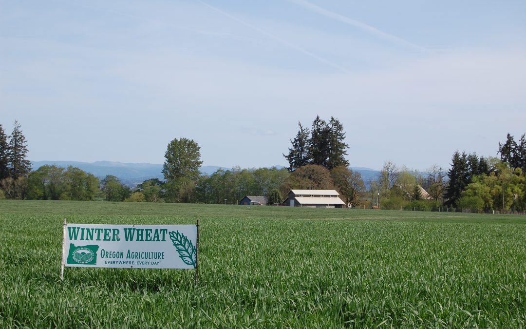 Celebrate Oregon Agriculture: Wheat