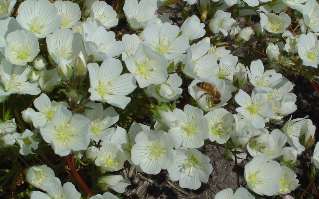 Celebrate Oregon Agriculture: Meadowfoam