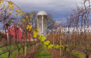 Scenic Valley Farms