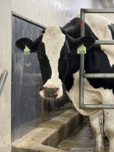 cow peaking through gate